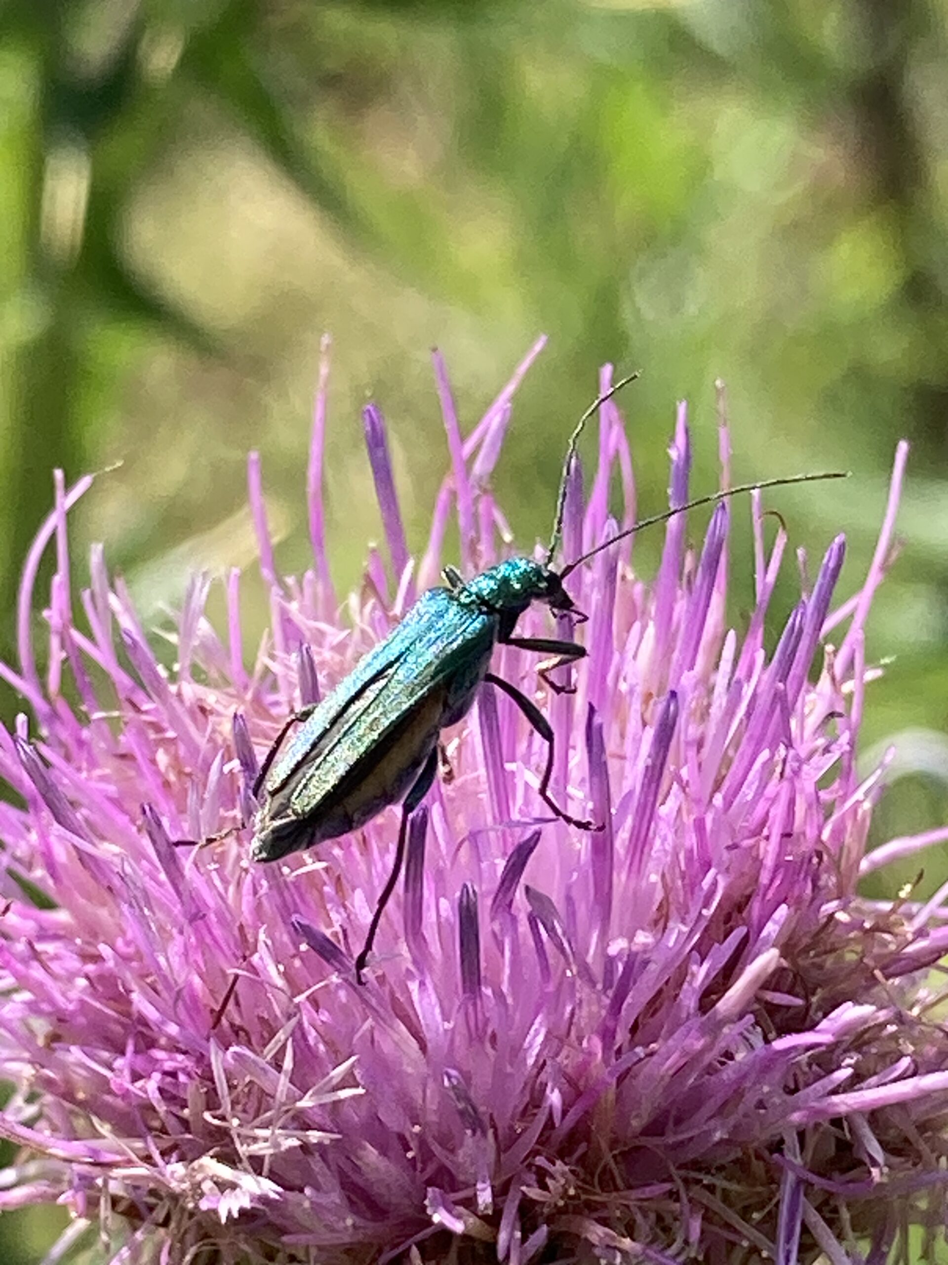Insecte sur une fleur