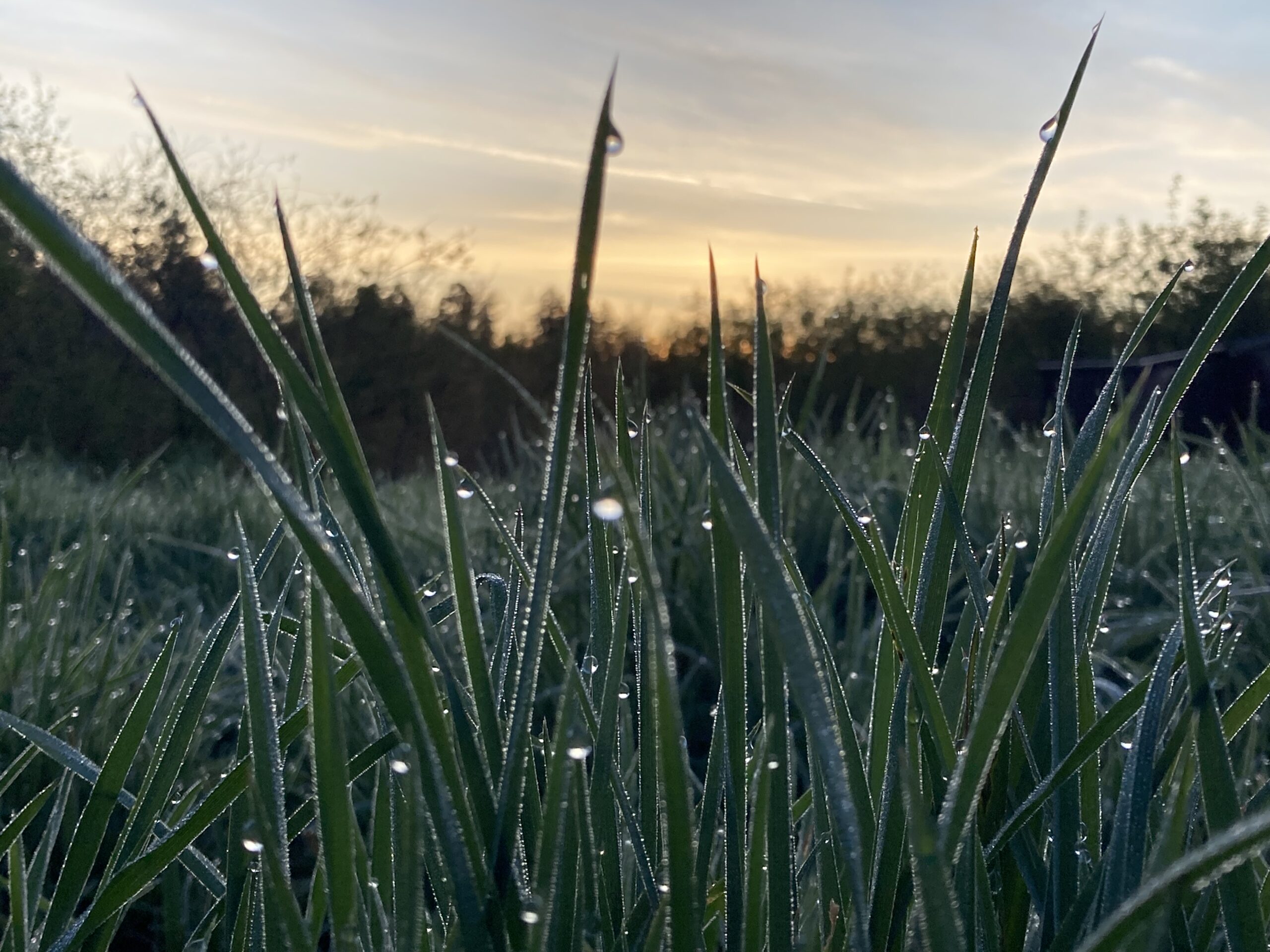 Champs avec de la rosée