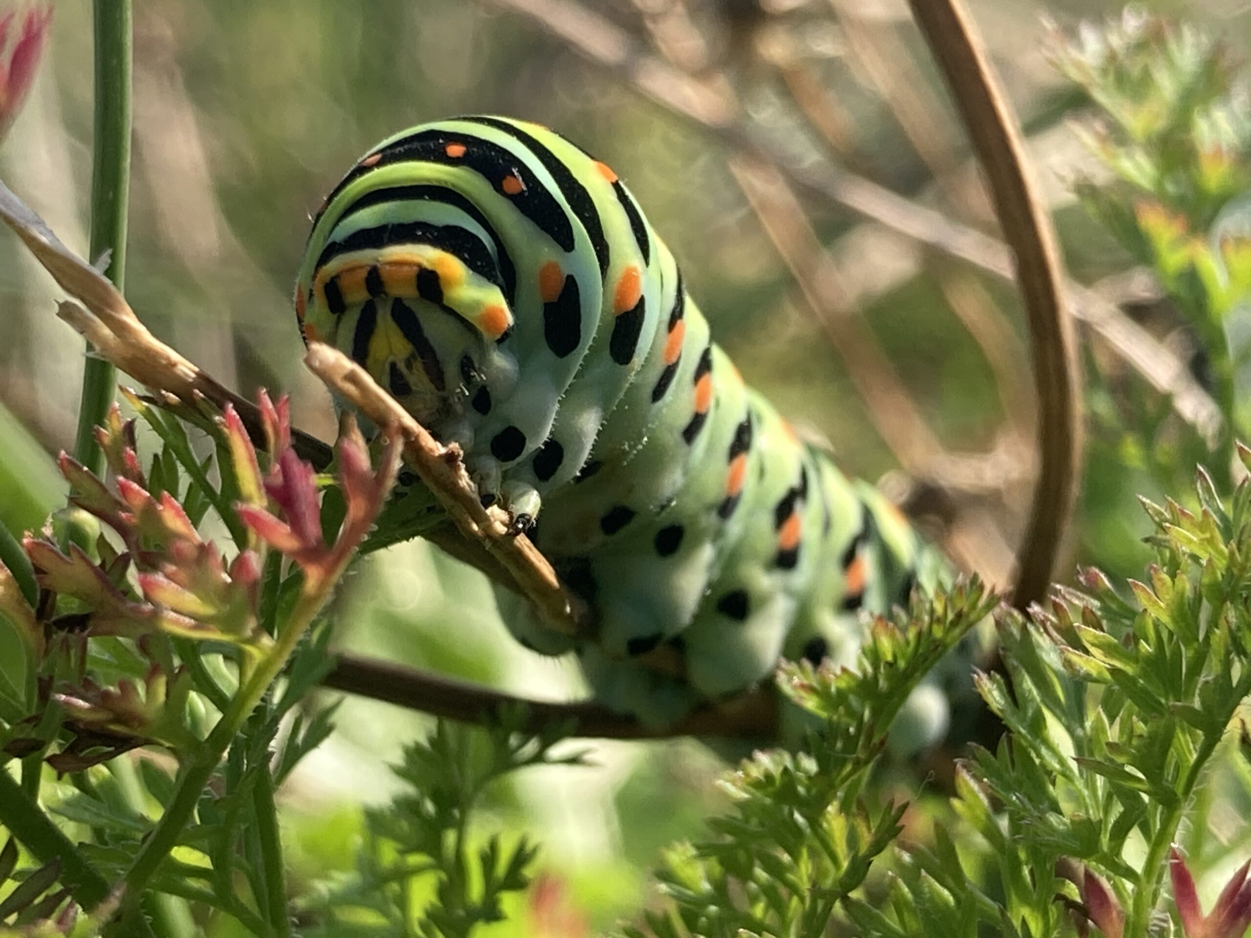 Chenille sur une plante