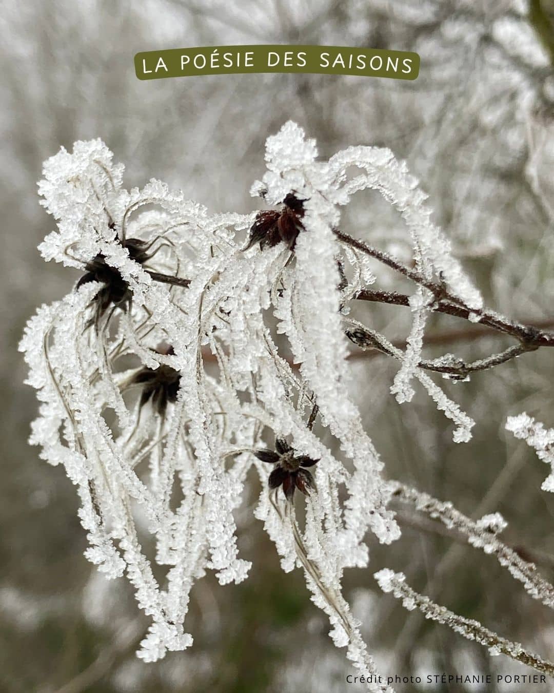 Bouquet cadeau Poésie des Saisons