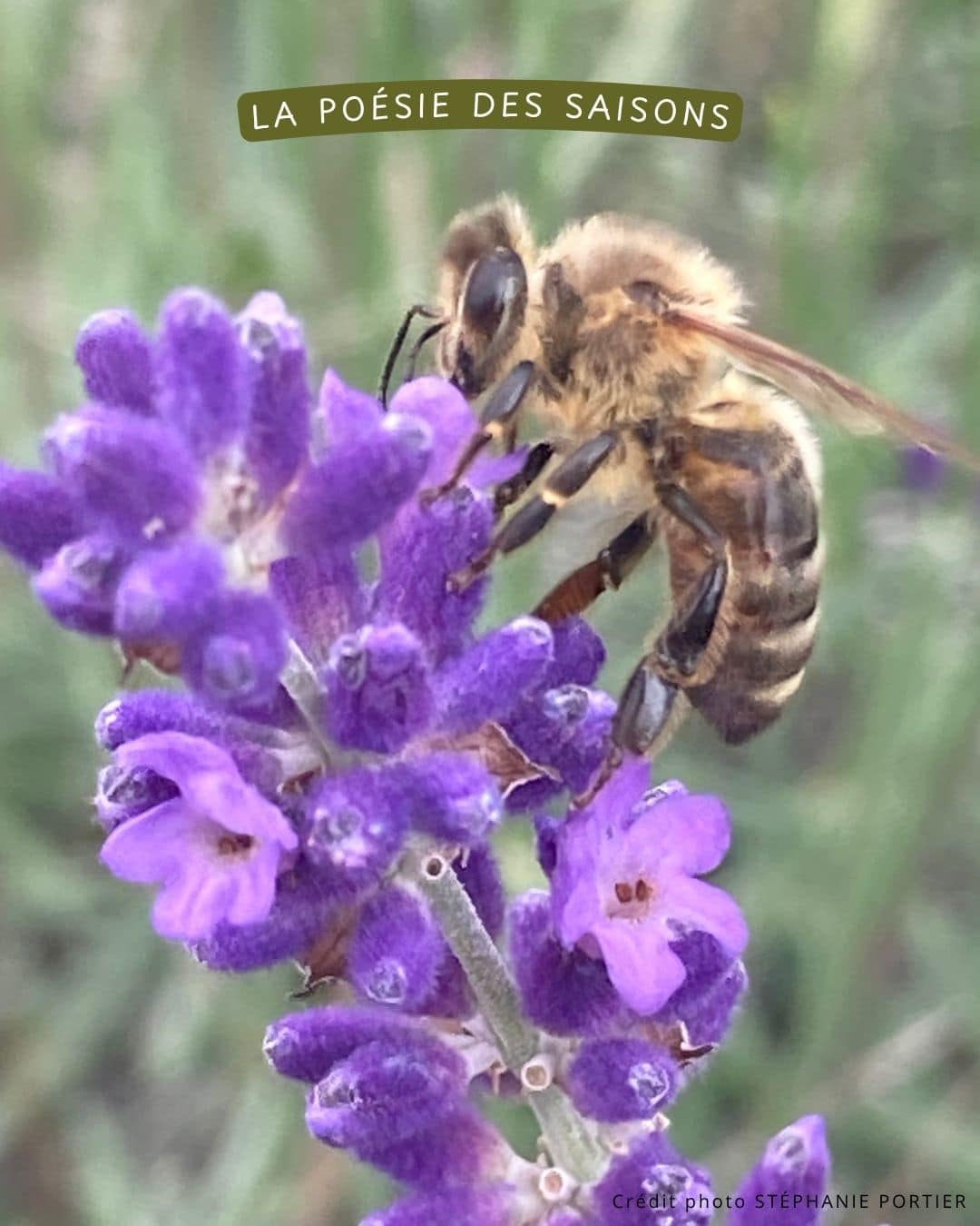 Bouquet de fleurs de saison