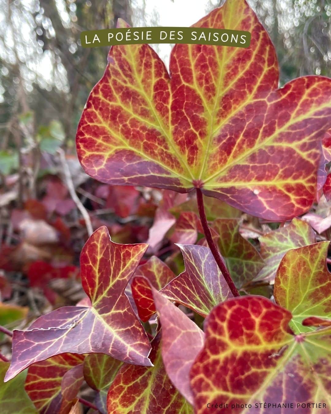 Bouquets Maison Fleurie – Image 6