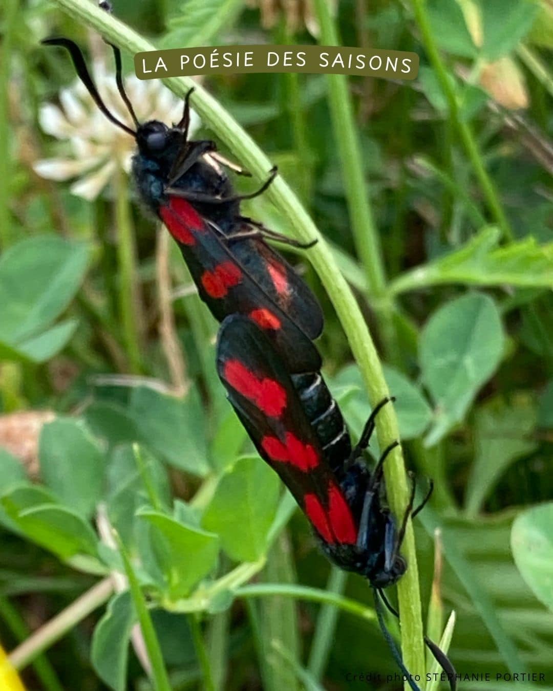 Bouquets Maison Fleurie – Image 10
