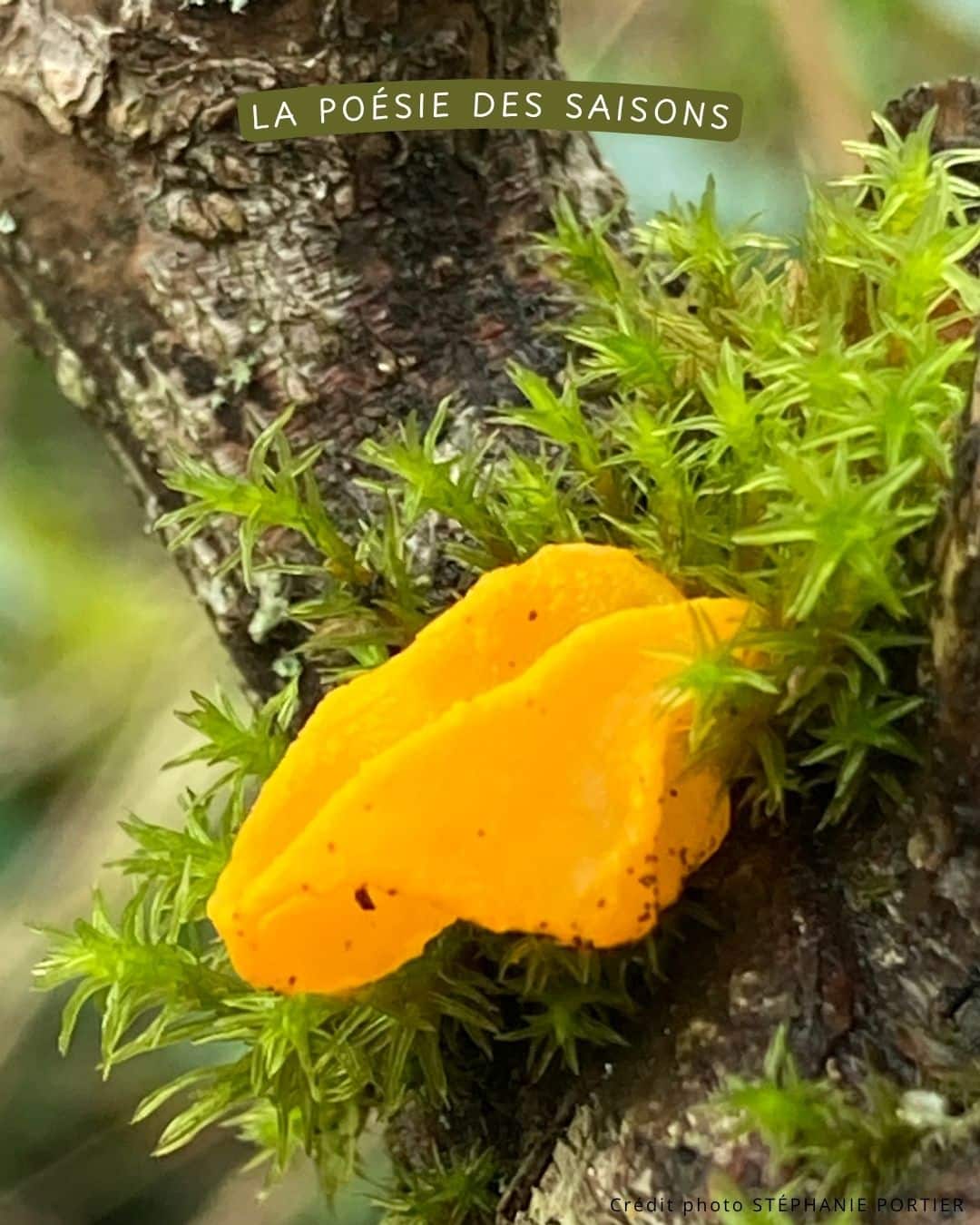 Bouquets Maison Fleurie – Image 12