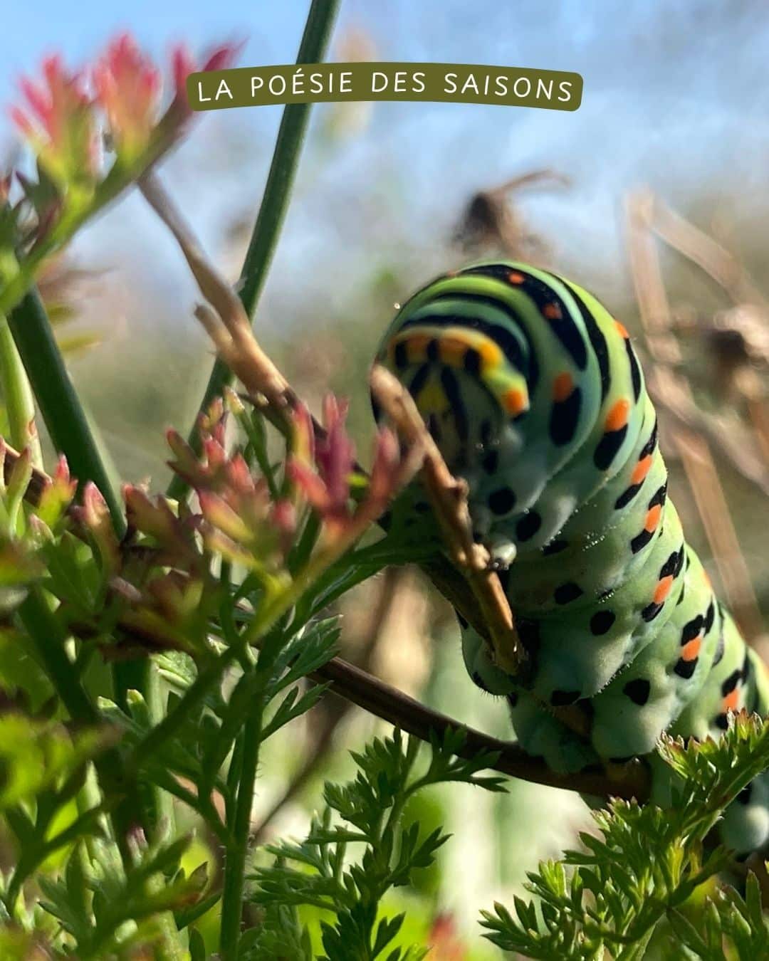 Bouquets Entreprises – Image 10