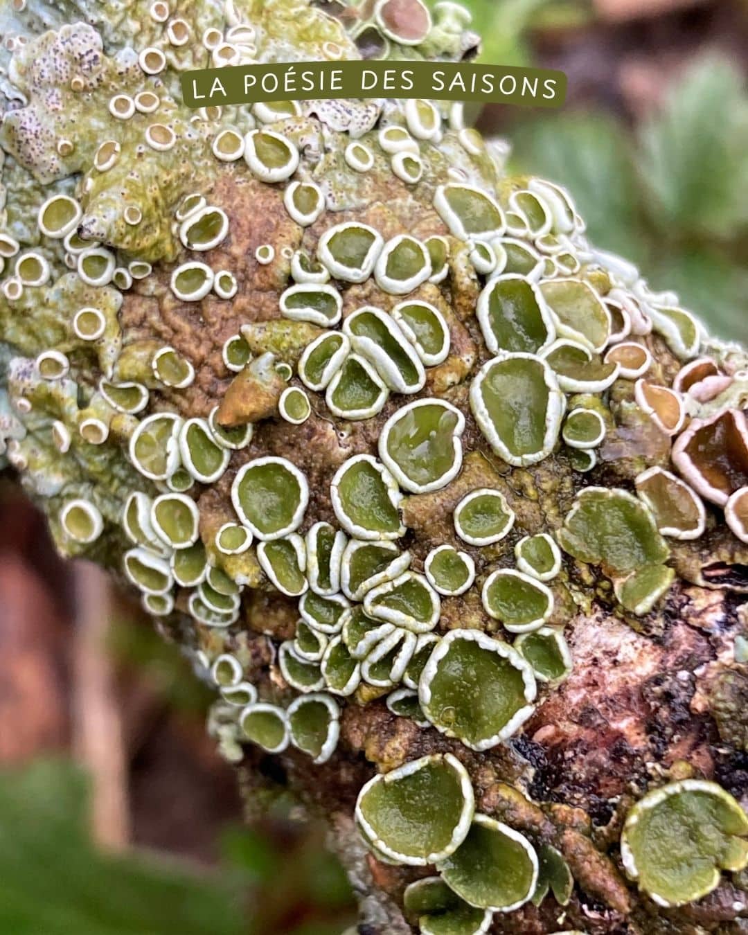 Bouquets Entreprises – Image 12