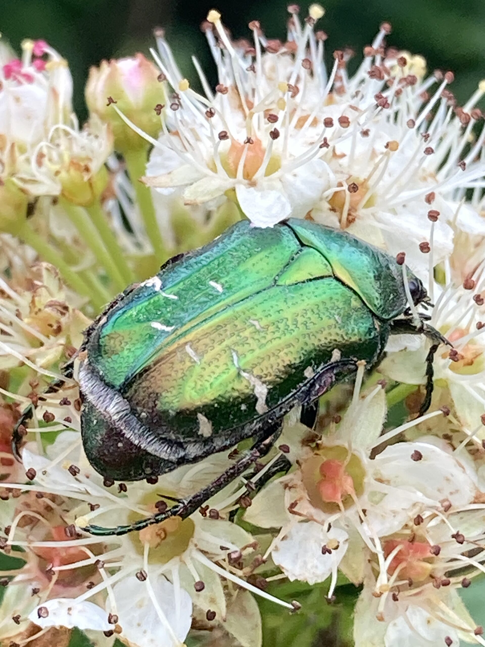 Scarabée sur une fleur