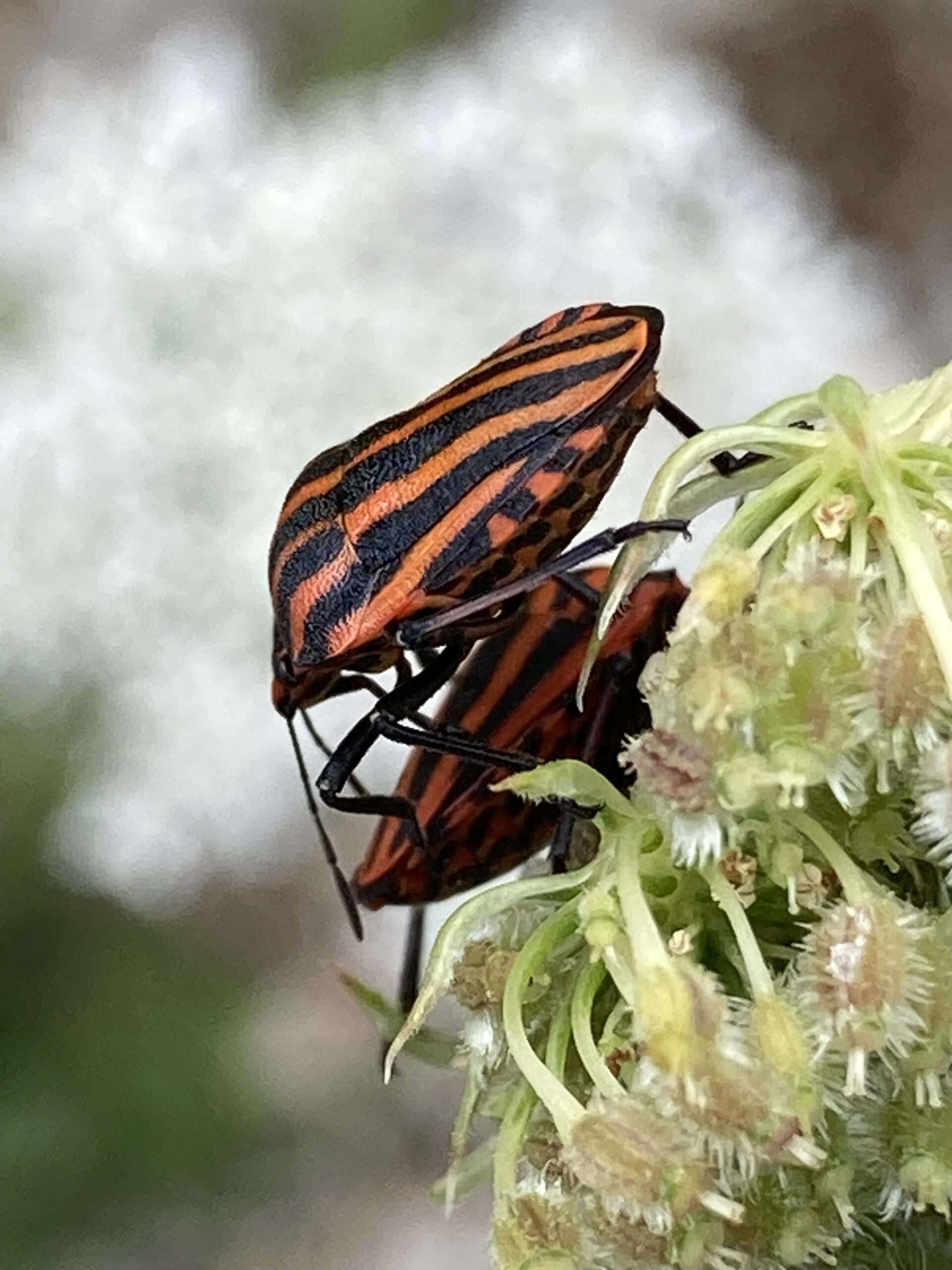 Insecte sur une plante