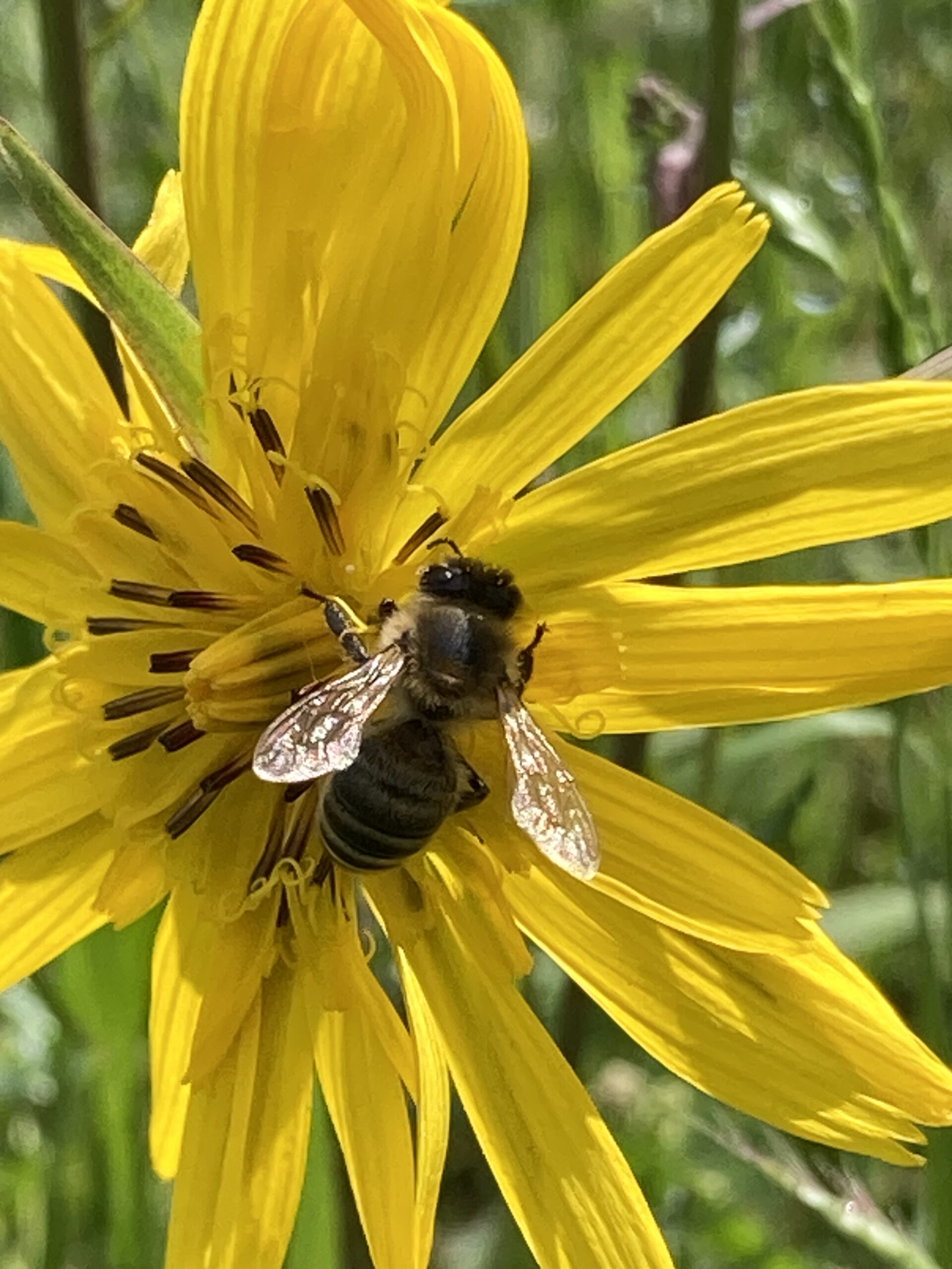 Abeille sur une fleur