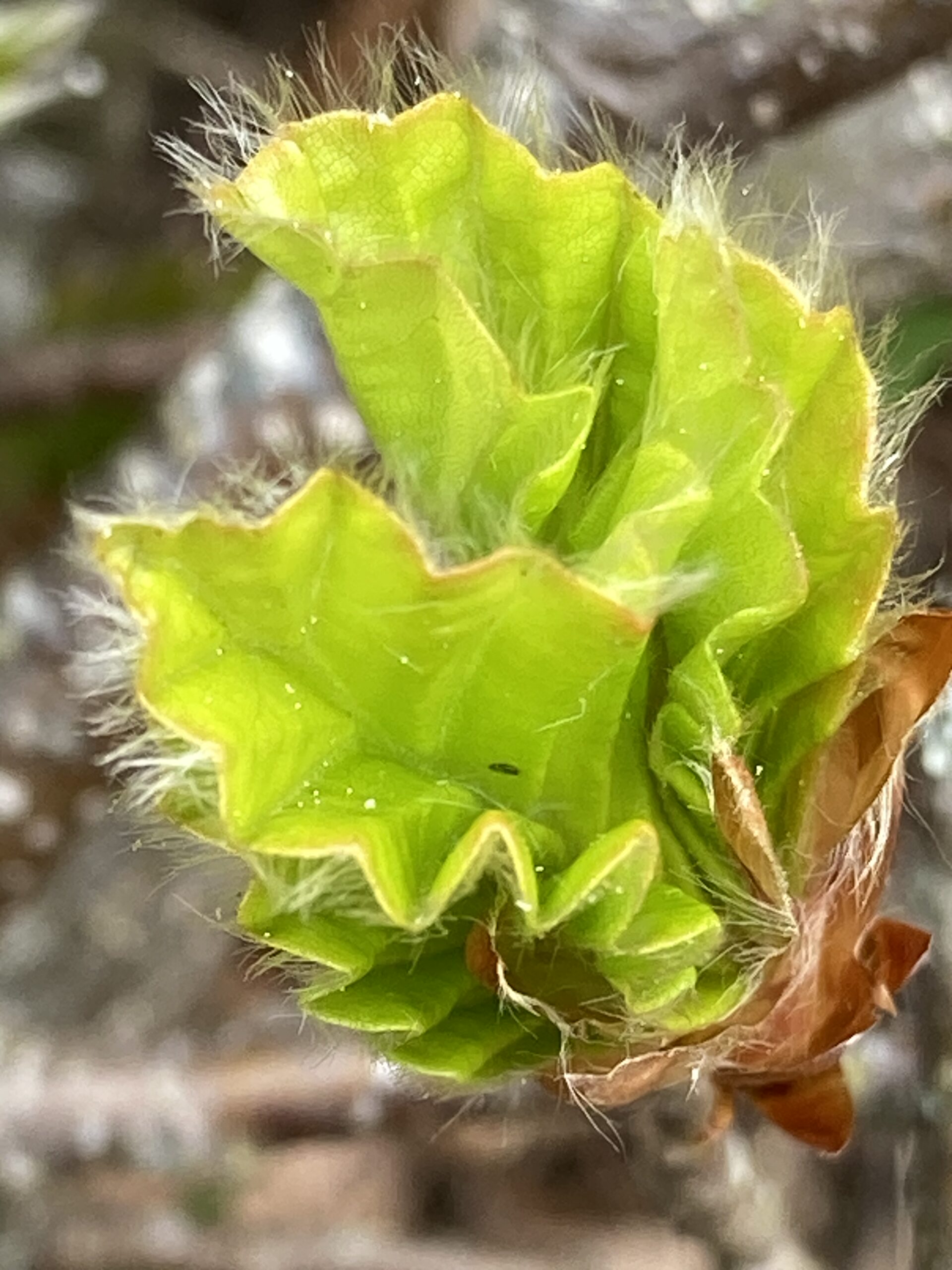 Feuille d'arbre