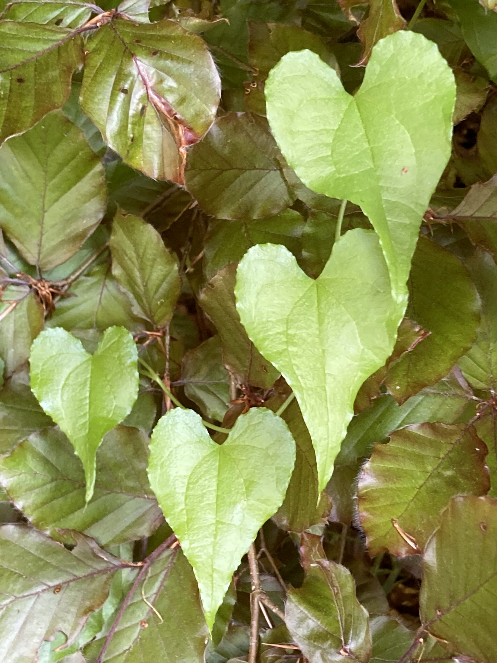 Production de plantes